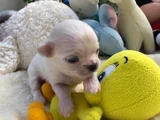Mükemmel Kalitede Şivava_Chihuahua Yavrular