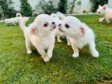 mükemmel Kalitede Şivava_Chihuahua Yavrular