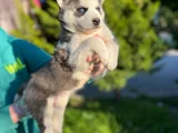 Maskeli Mavi Gözlü En Özel Sibirya Kurdu Husky
