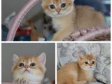ANNE VE BABA SECERELİ GOLDEN KEDİLER