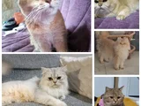 SECERELİ BRİTİSH SHORTHAİR VE LONGHAİR KEDİLER