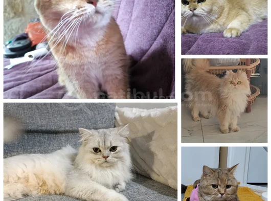 Secereli̇ Bri̇ti̇sh Shorthai̇r Ve Longhai̇r Kedi̇ler
