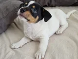 Safkan Jack Russell Yavrular