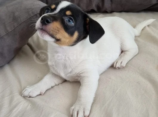 Safkan Jack Russell Yavrular