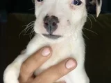 Safkan Jack Russell Yavrular