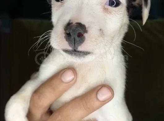 Safkan Jack Russell Yavrular görsel