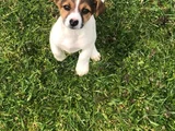Safkan Jack Russell Yavrular