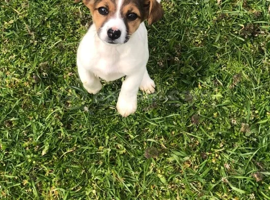 Safkan Jack Russell Yavrular görsel