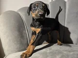 Üst Sınıf Tuvalet Eğitimli Doberman Yavrular