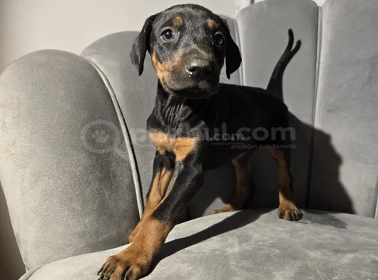 Üst Sınıf Tuvalet Eğitimli Doberman Yavrular görsel