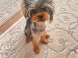 0 numara yorkie terrier yavrular