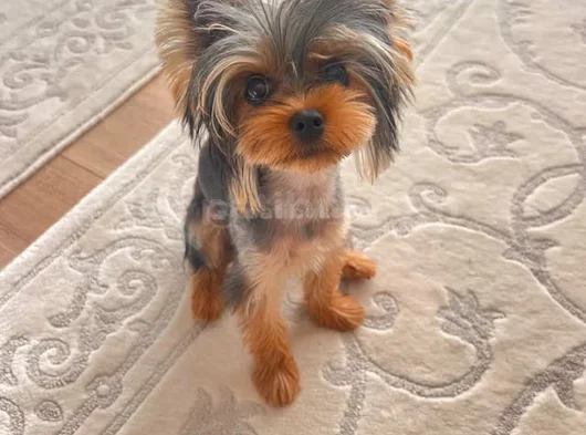 0 Numara Yorkie Terrier Yavrular