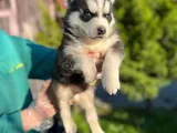 Maskeli Mavi Gözlü En Özel Sibirya Kurdu Husky