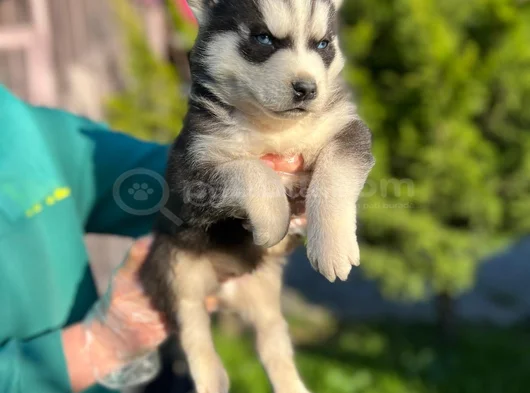 Maskeli Mavi Gözlü En Özel Sibirya Kurdu Husky görsel