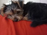 3 Aylık Yorkshire Terrier Yavru