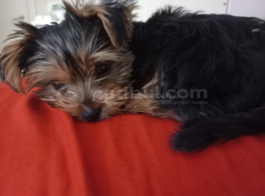 3 Aylık Yorkshire Terrier Yavru görsel