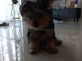 3 Aylık Yorkshire Terrier Yavru