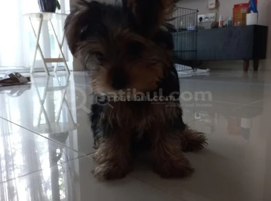 3 Aylık Yorkshire Terrier Yavru görsel
