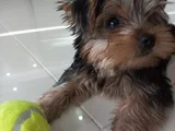 3 Aylık Yorkshire Terrier Yavru