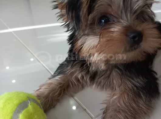 3 Aylık Yorkshire Terrier Yavru görsel