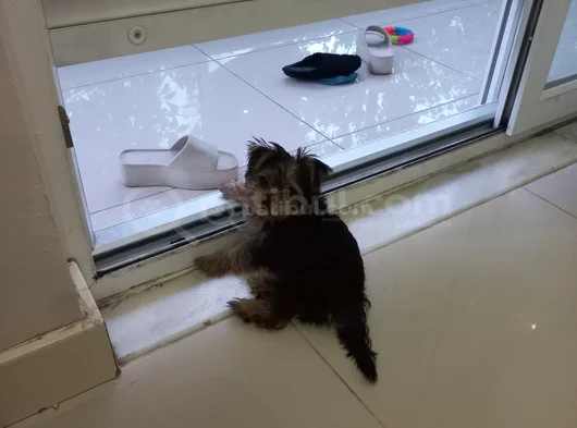 3 Aylık Yorkshire Terrier Yavru görsel