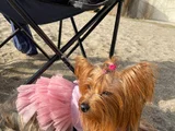 0 Numara Yorkie Terrier Yavrular