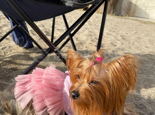 0 Numara Yorkie Terrier Yavrular görsel