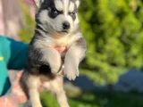Maskeli Mavi Gözlü En Özel Sibirya Kurdu Husky
