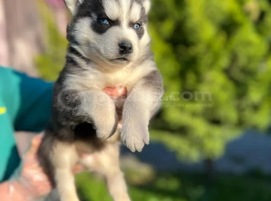 Maskeli Mavi Gözlü En Özel Sibirya Kurdu Husky görsel