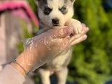Maskeli Mavi Gözlü En Özel Sibirya Kurdu Husky