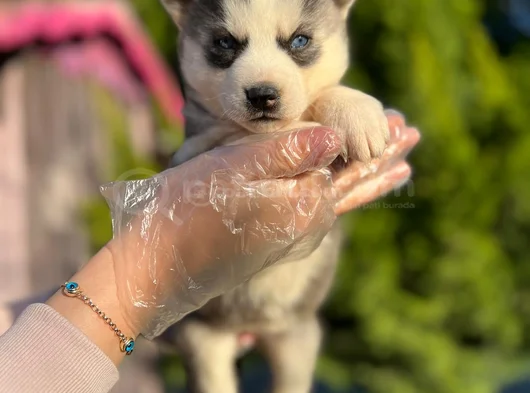 Maskeli Mavi Gözlü En Özel Sibirya Kurdu Husky görsel