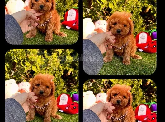 Irk Ve Saglık Garantili Maltipoo Yavrularımız görsel
