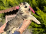 Maskeli Mavi Gözlü En Özel Sibirya Kurdu Husky