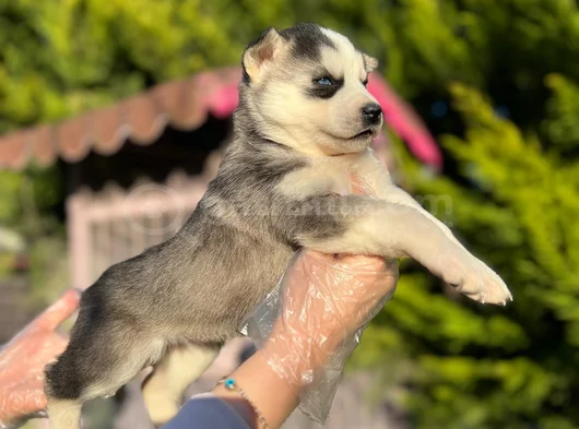Maskeli Mavi Gözlü En Özel Sibirya Kurdu Husky görsel
