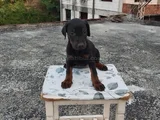 King Doberman