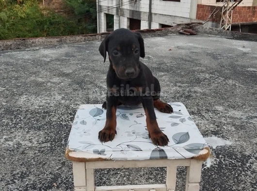 King Doberman görsel