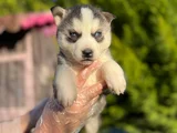 Maskeli Mavi Gözlü En Özel Sibirya Kurdu Husky