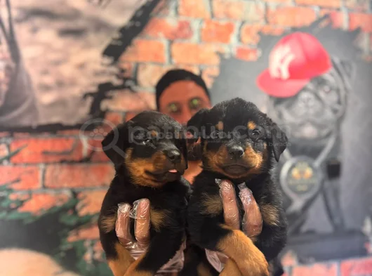 Kif Secereli Dev Rottweiler Yavrularım görsel