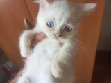 Sevi̇mli̇ Ponçi̇kler Tesli̇me Hazir