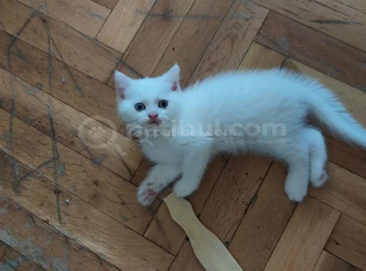 Sevi̇mli̇ Ponçi̇kler Tesli̇me Hazir görsel