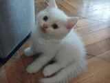 SEVİMLİ PONÇİKLER TESLİME HAZIR