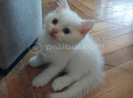 Sevi̇mli̇ Ponçi̇kler Tesli̇me Hazir