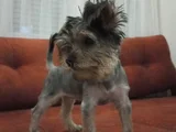3 aylık Yorkshire Terrier yavru