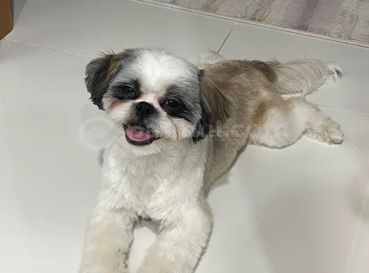 1 Yaşında Eğitimli Erkek Shih Tsu görsel