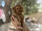 Poodle Ayarında Teacup Maltipoo Bebekler