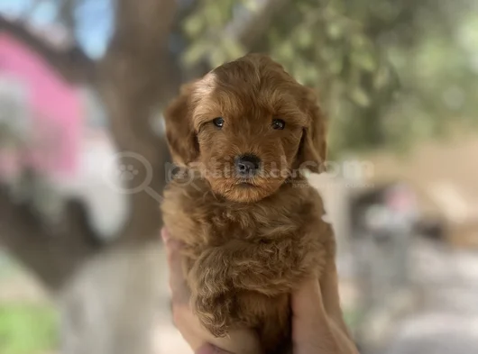 Poodle Ayarında Teacup Maltipoo Bebekler görsel
