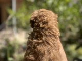 Poodle Ayarında Teacup Maltipoo Bebekler