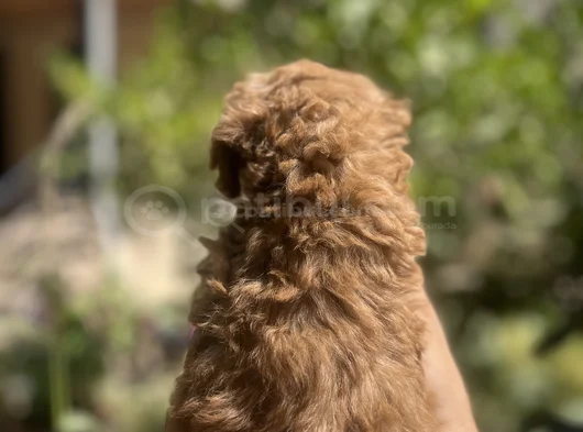Poodle Ayarında Teacup Maltipoo Bebekler görsel