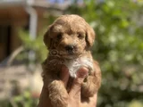 Poodle Ayarında Teacup Maltipoo Bebekler