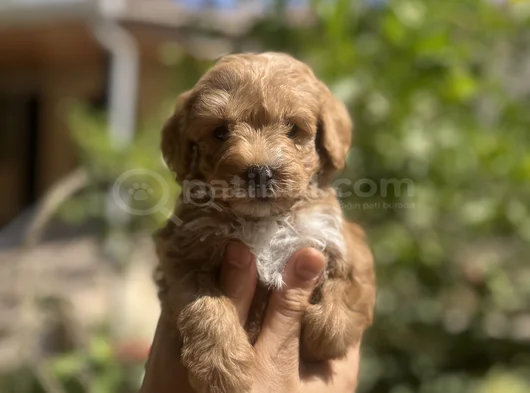 Poodle Ayarında Teacup Maltipoo Bebekler görsel